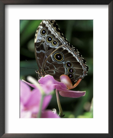 Blue Morpho Butterfly by Adam Jones Pricing Limited Edition Print image