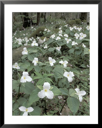 Large-Flowered Trillium, Great Smoky Mountains National Park, Tennessee, Usa by Adam Jones Pricing Limited Edition Print image
