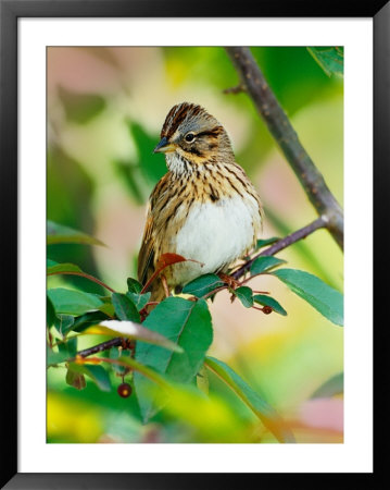Lincoln's Sparrow, Melospiza Lincolnii by Adam Jones Pricing Limited Edition Print image