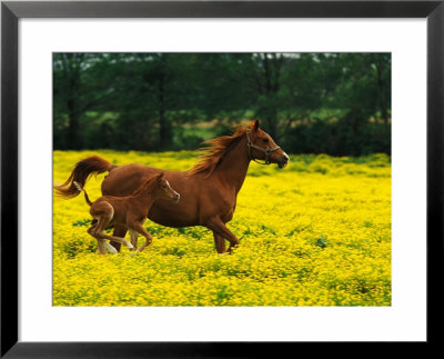 Arabian Foal And Mare Running Through Buttercup Flowers, Louisville, Kentucky, Usa by Adam Jones Pricing Limited Edition Print image