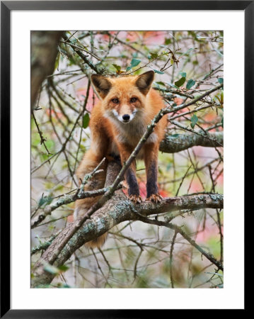 Red Fox In Tree by Adam Jones Pricing Limited Edition Print image