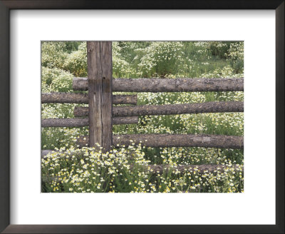 Wild Chamomile Around Log Fence, Colorado, Usa by Adam Jones Pricing Limited Edition Print image
