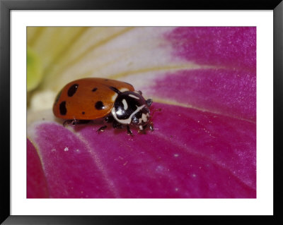 Ladybug Beetle by Adam Jones Pricing Limited Edition Print image