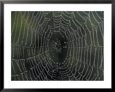 Dew Drops On Spiderweb, Kentucky, Usa by Adam Jones Pricing Limited Edition Print image