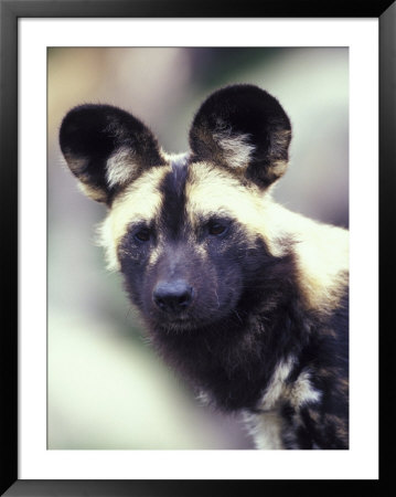 Wild Dog by Adam Jones Pricing Limited Edition Print image