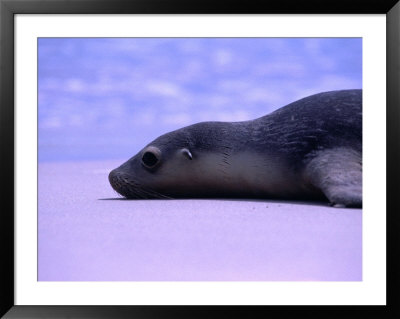 Sea Lion (Neophoca Cinerea) Lying In Sand, Seal Bay, Australia by Dennis Jones Pricing Limited Edition Print image