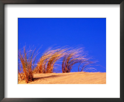 Grass Blowing On Dunes, Oregon Dunes National Recreation Area, Usa by Adam Jones Pricing Limited Edition Print image