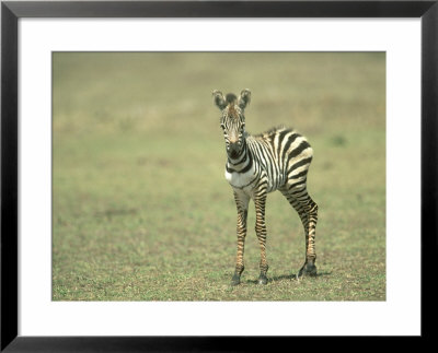 Burchells Zebra, Equus Burchelli Baby Masai Mara Nr, Kenya by Adam Jones Pricing Limited Edition Print image