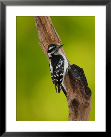 Downy Woodpecker by Adam Jones Pricing Limited Edition Print image