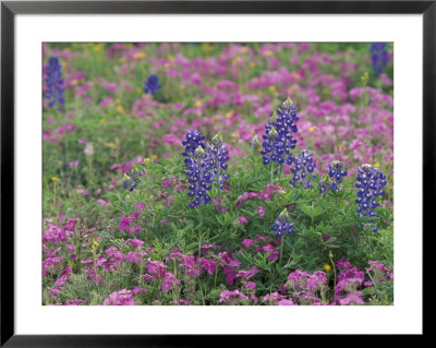 Bluebonnets Among Phlox, Hill Country, Texas, Usa by Adam Jones Pricing Limited Edition Print image