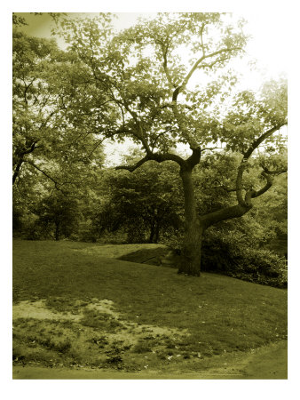 Central Park Ii by Miguel Paredes Pricing Limited Edition Print image