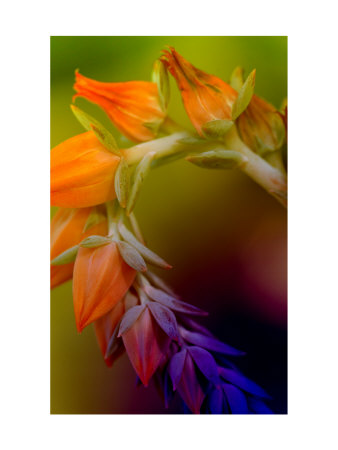 Rainbow Passion by Miguel Paredes Pricing Limited Edition Print image