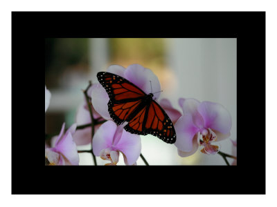 Butterfly V by Miguel Paredes Pricing Limited Edition Print image