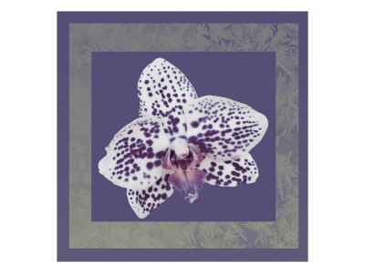 Purple Orchid by Miguel Paredes Pricing Limited Edition Print image