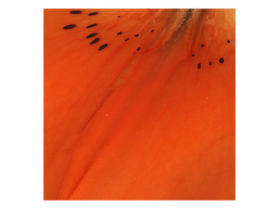 Petal Vi by Miguel Paredes Pricing Limited Edition Print image