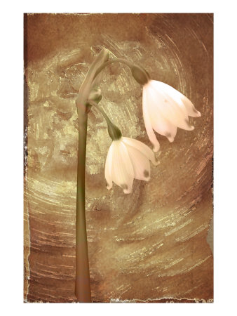Wax Flower Ii by Miguel Paredes Pricing Limited Edition Print image