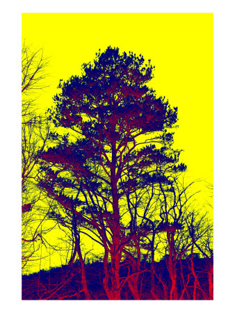 Abstract Trees Vi by Miguel Paredes Pricing Limited Edition Print image