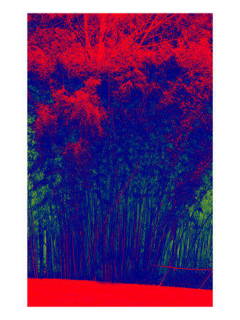 Abstract Trees Xii by Miguel Paredes Pricing Limited Edition Print image