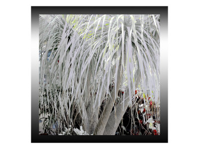 Tropical Palms Xvii by Miguel Paredes Pricing Limited Edition Print image