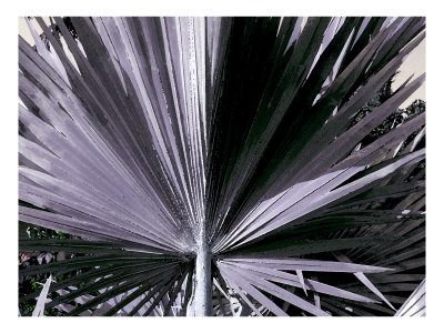 Pines I by Miguel Paredes Pricing Limited Edition Print image