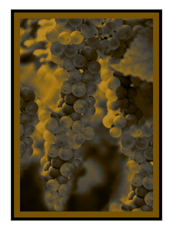Grapes Vi by Miguel Paredes Pricing Limited Edition Print image