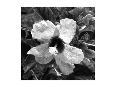 Bw Flower Vi by Miguel Paredes Pricing Limited Edition Print image