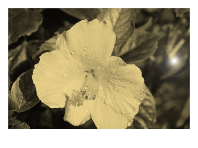 Flores Xxx by Miguel Paredes Pricing Limited Edition Print image