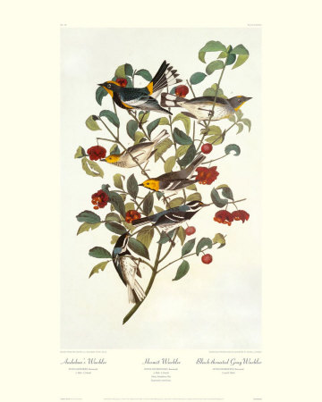 Audubon's Warbler by John James Audubon Pricing Limited Edition Print image