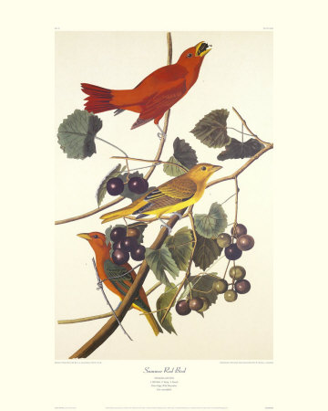 Summer Red Bird by John James Audubon Pricing Limited Edition Print image
