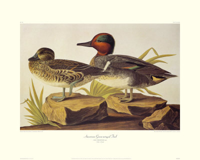 American Green-Winged Teal by John James Audubon Pricing Limited Edition Print image