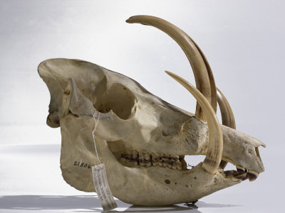The Skull And Tusks Of A Babyrousa Celebensis by Robert Clark Pricing Limited Edition Print image