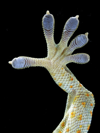 Microscopic Hairs On A Female Tokay Gecko's Feet Adhere To Surfaces by Robert Clark Pricing Limited Edition Print image
