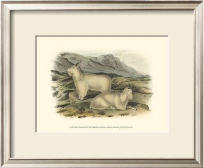 Rocky Mountain Goat by John James Audubon Pricing Limited Edition Print image