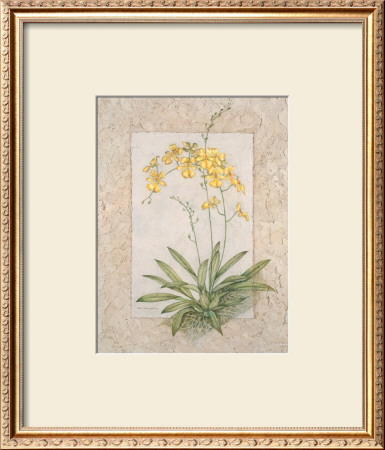 Orchid Fresco Iv by Debra Swartzendruber Pricing Limited Edition Print image