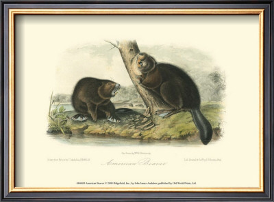American Beaver by John James Audubon Pricing Limited Edition Print image