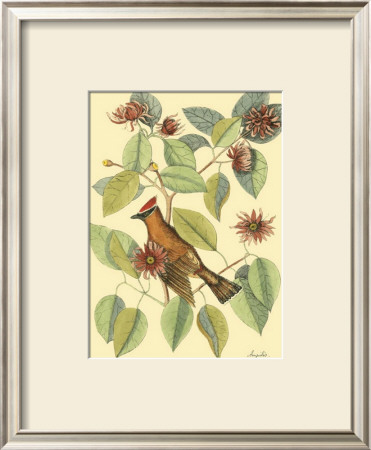 The Chatterer by Mark Catesby Pricing Limited Edition Print image
