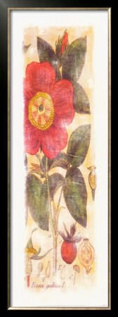 Rosa Gallica by Thea Schrack Pricing Limited Edition Print image