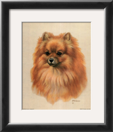 Pomeranian by Judy Gibson Pricing Limited Edition Print image