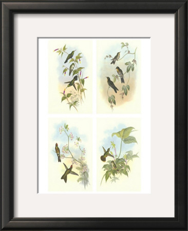 Hummingbirds by John Gould Pricing Limited Edition Print image