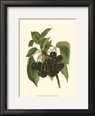 Black Cherries by John Wright Pricing Limited Edition Print image