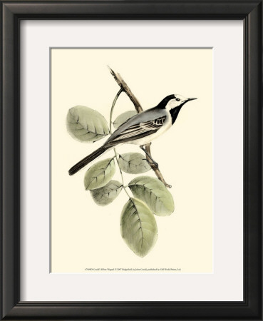 White Wagtail by John Gould Pricing Limited Edition Print image