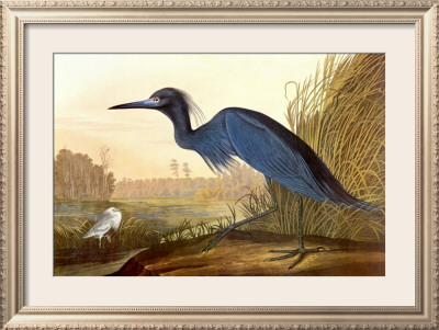 Little Blue Heron by John James Audubon Pricing Limited Edition Print image