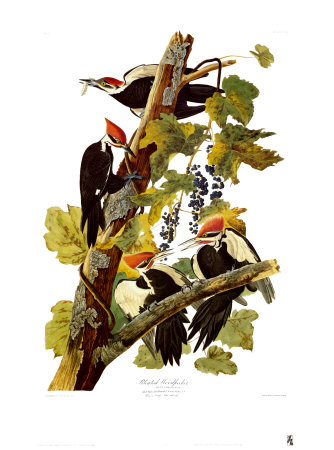 Pileated Woodpecker by John James Audubon Pricing Limited Edition Print image