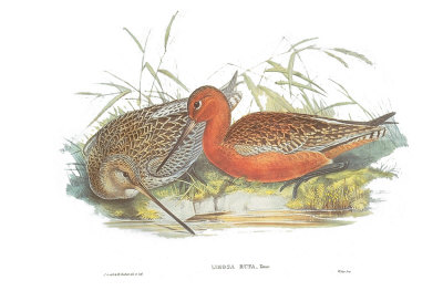 Limosa Rufa by John Gould Pricing Limited Edition Print image