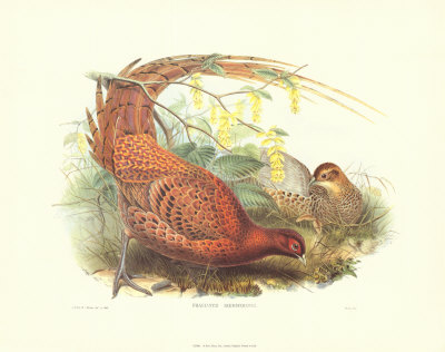 Pheasant Scemmeringi by John Gould Pricing Limited Edition Print image