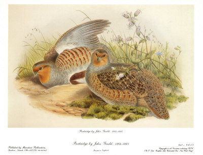 Partridge by John Gould Pricing Limited Edition Print image