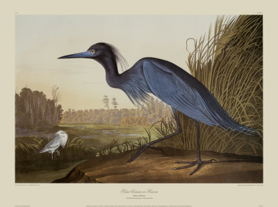 Blue Crane Or Heron by John James Audubon Pricing Limited Edition Print image
