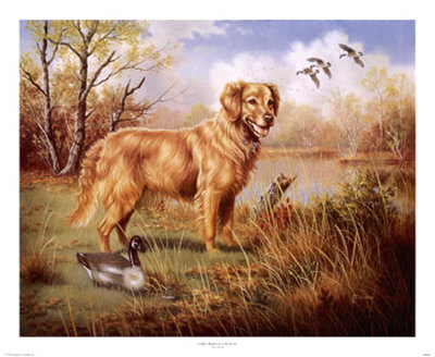 Golden Retriever With Decoy by Judy Gibson Pricing Limited Edition Print image