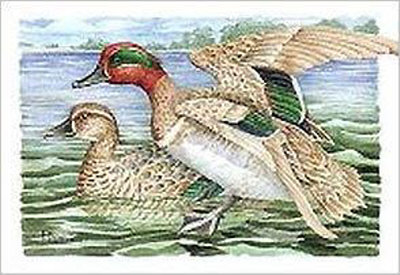 Green-Winged Teals by Paul Brent Pricing Limited Edition Print image