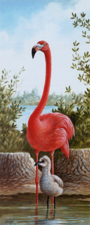 Flamingo Iii by Ron Jenkins Pricing Limited Edition Print image